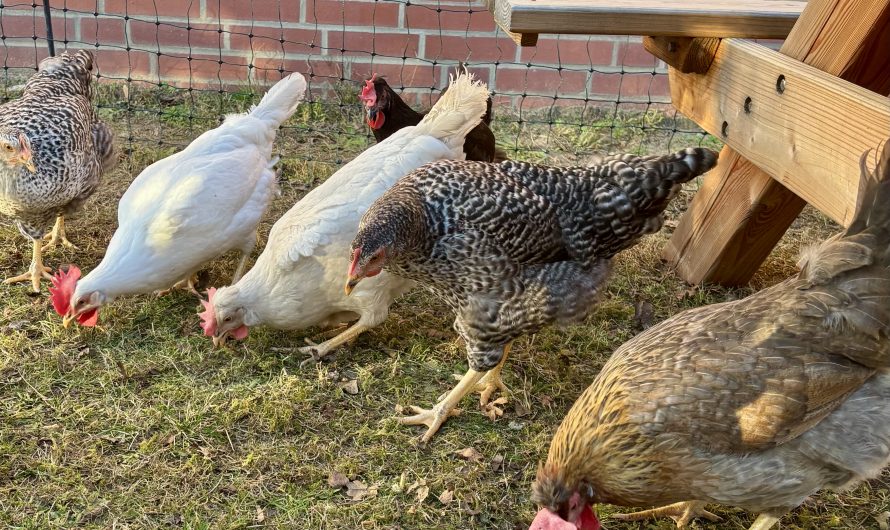 Unsere Schulhühner – Verantwortung, Natur und Lernen hautnah