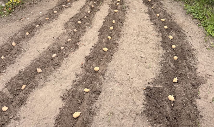 Kartoffelprojekt des 2. Jahrgangs an der Heimatscheune