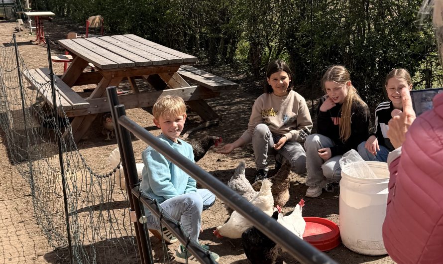 Besuch der HAZ beim Hühnerprojekt an der Grundschule Dedensen